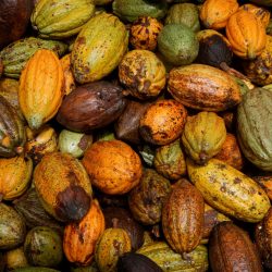 FILE PHOTO: Cocoa pods are pictured at a farm in Sinfra, Ivory Coast April 29, 2023. REUTERS/Luc Gnago/File Photo