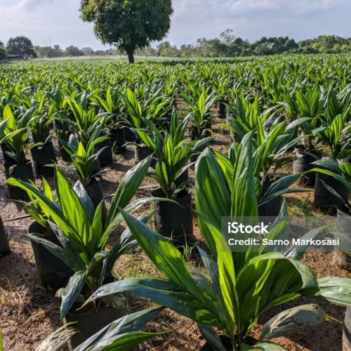 Oil palm tree